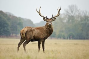 Deer image
